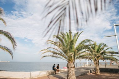 palmiye ağaçları, yapraklar, İspanya'da doğa