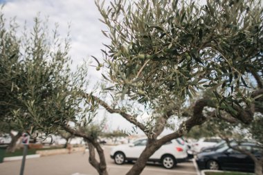 İspanya Yazı Zeytin Ağacı