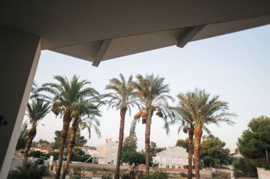 palmiye ağaçları, yapraklar, İspanya'da doğa