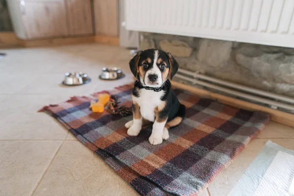 Cucciolo si siede in cucina sul pavimento — Foto Stock