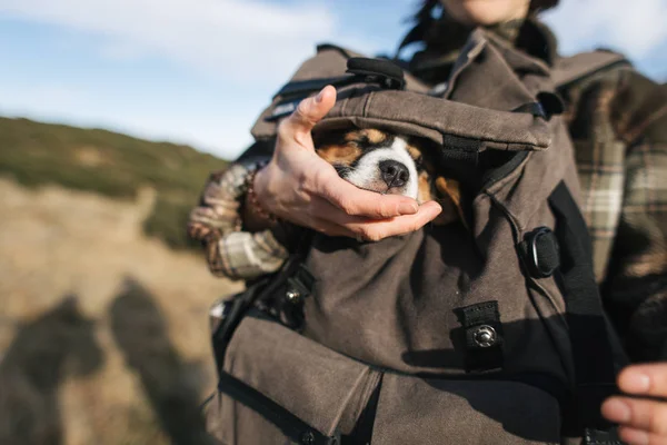 Hiking with dog, puppy is sleeping in backpack — Stock Photo, Image