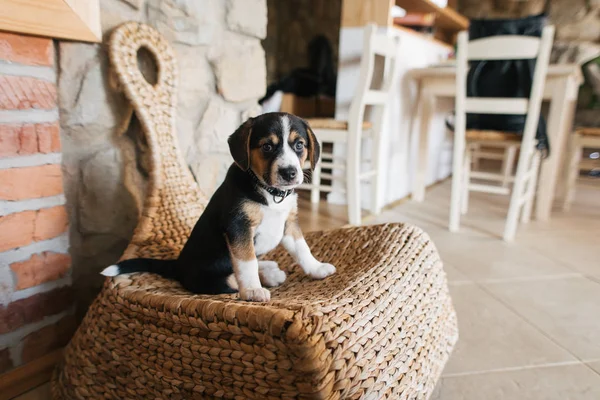 Милый щенок сидит на плетеном стуле в комнате — стоковое фото
