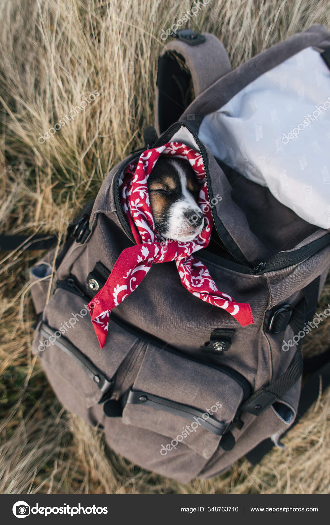 perrito en mochila
