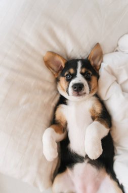 Şirin köpek beyaz yatakta uyuyor.