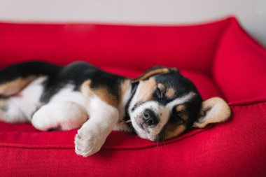 Şirin köpek köpeğin yatağında uyuyor.