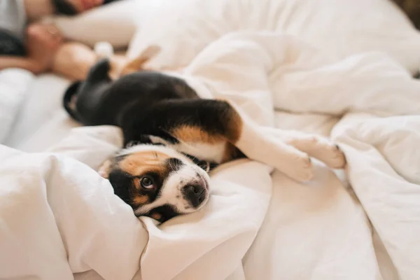 Мила Собака Спить Білому Ліжку — стокове фото
