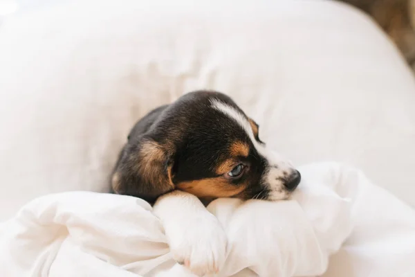 Niedliche Hündin Schläft Weißen Bett — Stockfoto