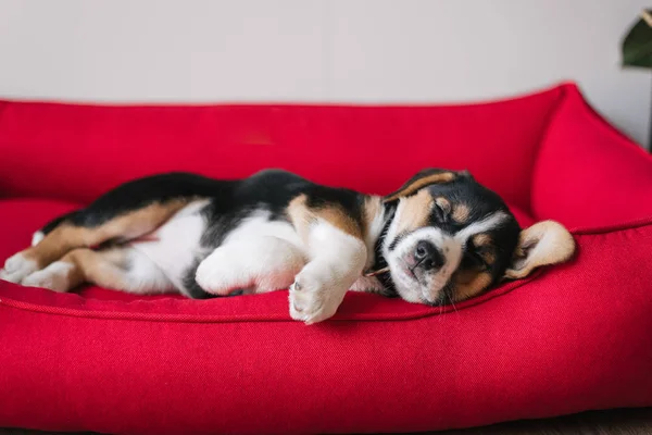 cute doggy is sleeping in dog\'s bed