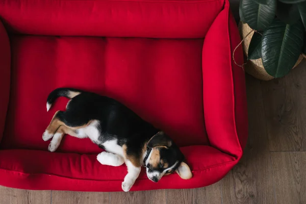 Мила Собака Спить Собачому Ліжку — стокове фото