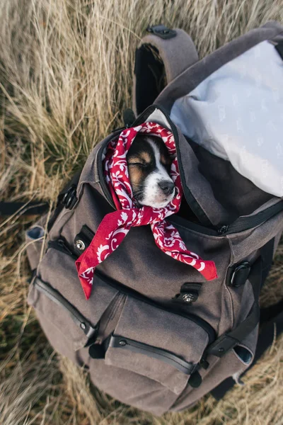 hiking cute doggy is sleeping in a backpack