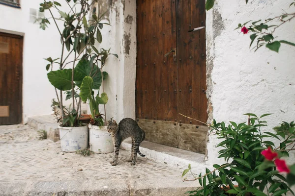 かわいい猫はスペインの旧市街ペニスコーラの通りのドアにあります — ストック写真