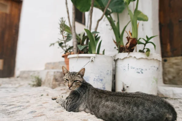 Tatlı Kedi Eski Kasabanın Peniscolasının Kapısında Yatıyor Spanya — Stok fotoğraf