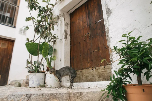 Tatlı Kedi Eski Kasabanın Peniscolasının Kapısında Yatıyor Spanya — Stok fotoğraf