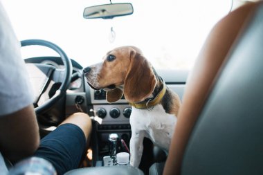 Köpek, av köpeği arabanın ön koltuğunda şoförün yanında oturuyor.