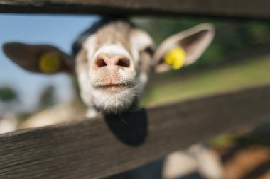 Keçi çiftliği, süt üretimi