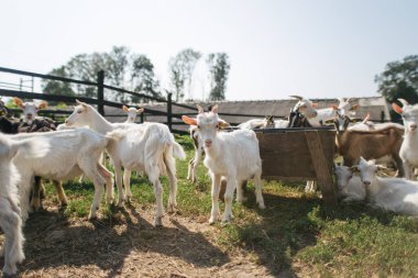 Keçi çiftliği, süt üretimi