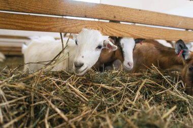 Keçi çiftliği, süt üretimi