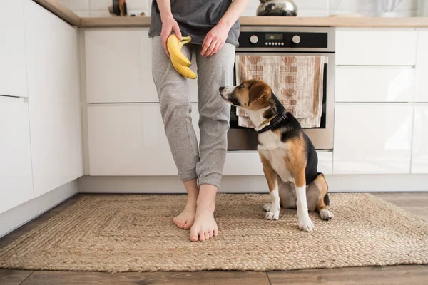 Meisje Met Een Hond Beagle Keuken — Stockfoto