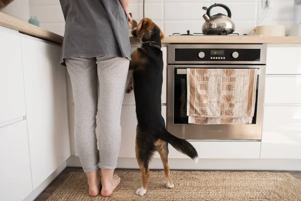 Giovane Donna Cucina Cucina Con Cane — Foto Stock