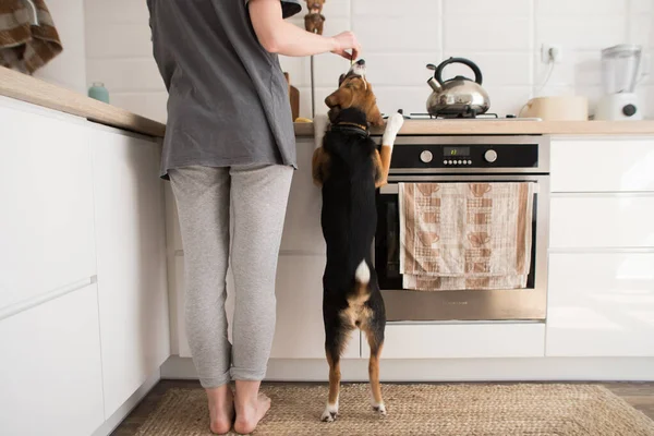 Jonge Vrouw Kookt Keuken Met Een Hond — Stockfoto