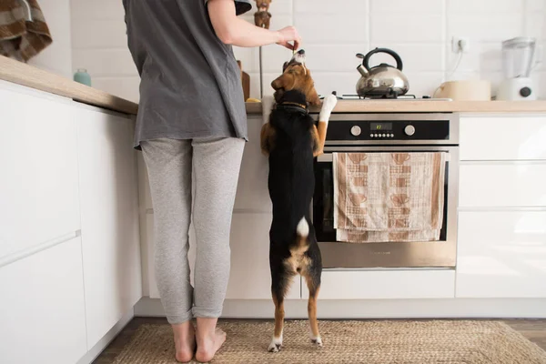 Giovane Donna Cucina Cucina Con Cane — Foto Stock