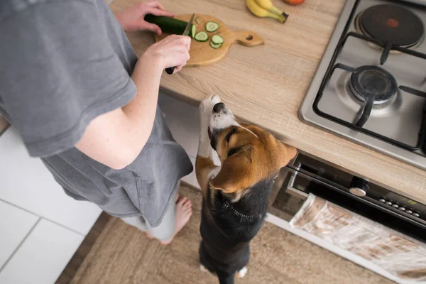 Beagle Cane Chiede Cetriolo Cucina — Foto Stock