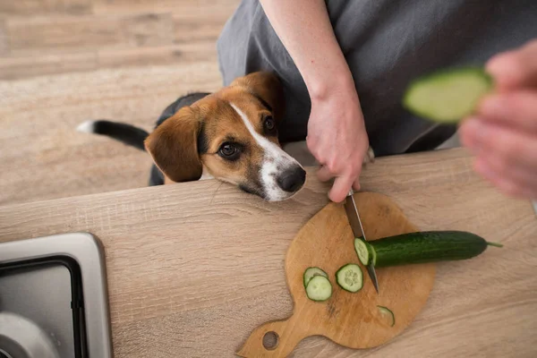 Beagle Cane Chiede Cetriolo Cucina — Foto Stock