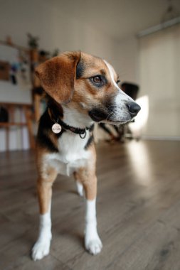 Güzel av köpeği çifti odada.