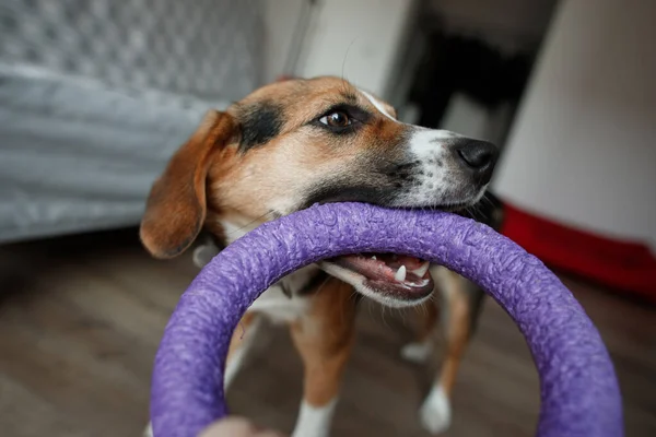Beagle Cane Razza Sta Giocando Con Giocattoli — Foto Stock
