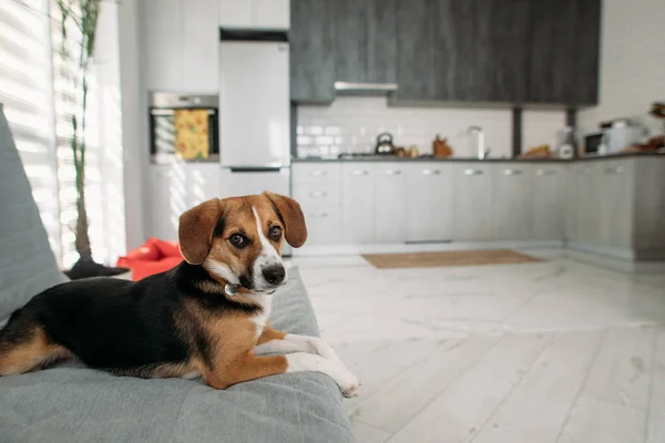 Бігль Собака Лежить Дивані Кухні — стокове фото