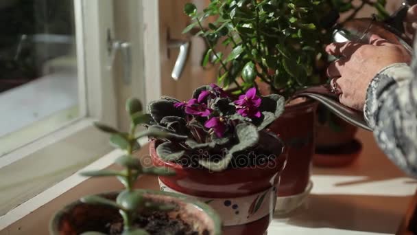 Bloemen in potten op de vensterbank. — Stockvideo