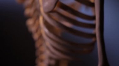 İnsan iskeleti. Omurga.