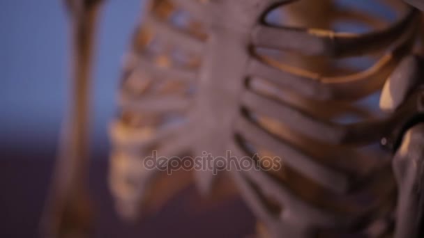 Human skeleton. Thorax and skull. — Stock Video