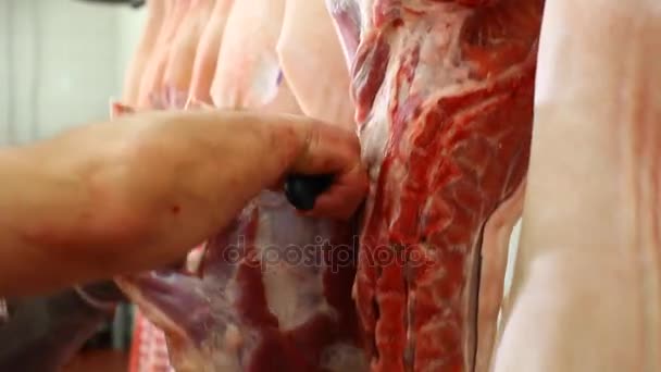Köttaffär. Skär fläsk slaktkroppar — Stockvideo