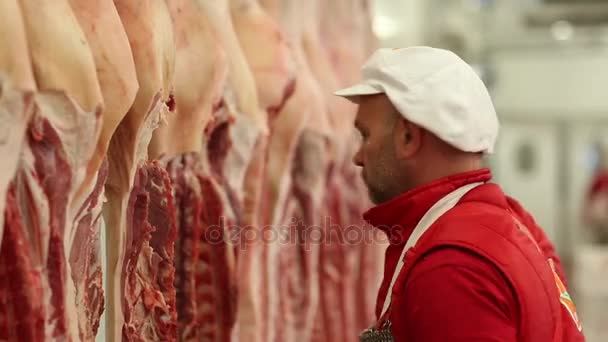 Boucherie. Découpe de carcasses de porc — Video