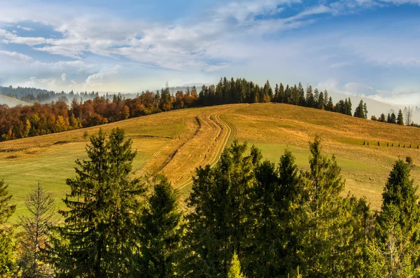 Дорога в горах, ведущая в сосновый лес осенью . — стоковое фото