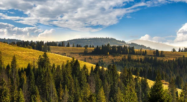 Bosque de coníferas en las colinas de los Cárpatos en un día soleado . — Foto de Stock