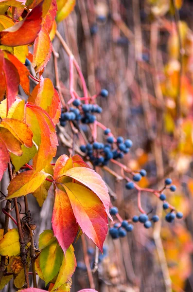 Helle Herbstblätter mit buntem Hintergrund. Weicher Fokus. — Stockfoto