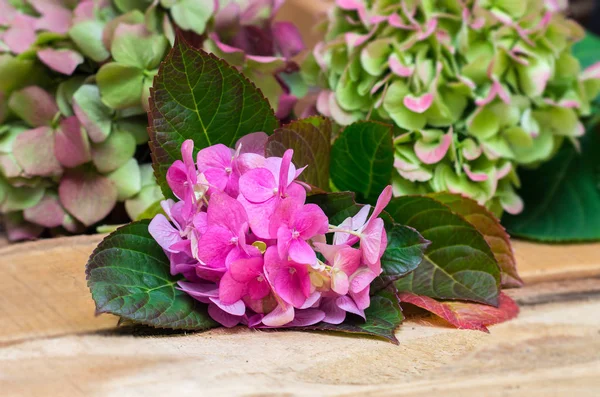 Hydrangea blommor på en trä bakgrund — Stockfoto