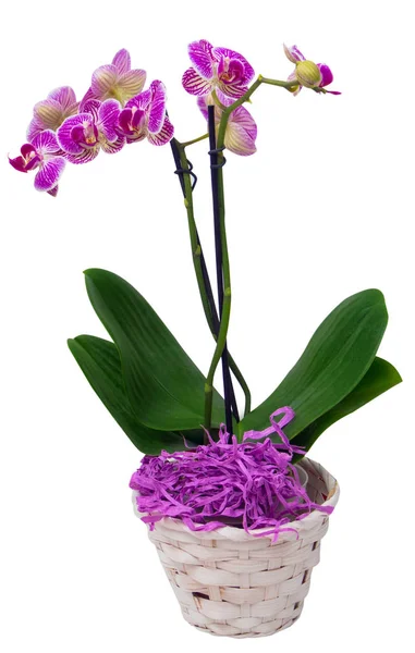 Fleurs d'orchidée en pot  . — Photo