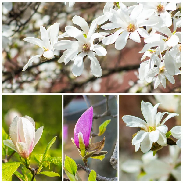 Collage with magnolia flowers on natural blurred background — Stock Photo, Image