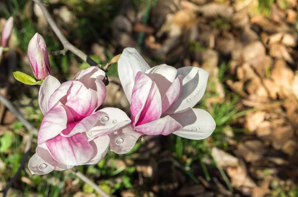 Magnolia blommor med daggdroppar på naturliga suddig bakgrund — Stockfoto