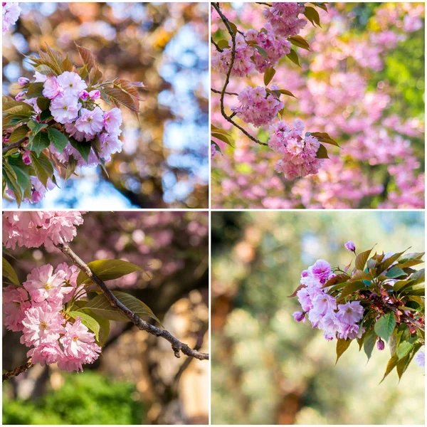 Collage with spring tree sakura flowers — Stock Photo, Image