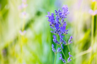 Bahçe de güzel lavanta çiçek funda