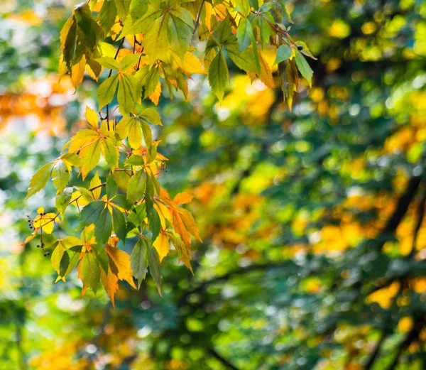 Autumn foliage on a blurred background. — Stock Photo, Image