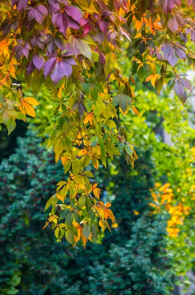 Autumn foliage on a blurred background. — Stock Photo, Image