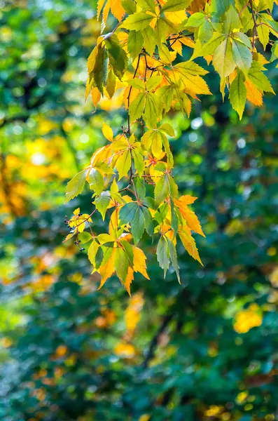 Autumn foliage on a blurred background. — Stock Photo, Image