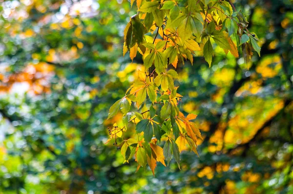 Herbstlaub auf verschwommenem Hintergrund. — Stockfoto