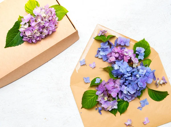 Hortensien in Umschlag und Geschenkbox auf weißem Hintergrund — Stockfoto