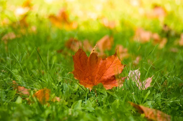 Herbstblatt auf grünem Gras - Herbstkonzept — Stockfoto